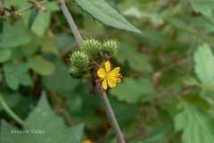 Triumfetta rhomboidea